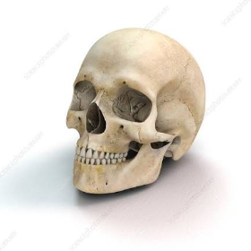 skull