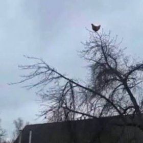tree chicken