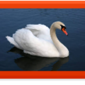 swan