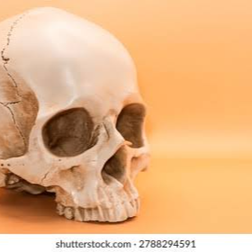 skull