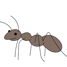 Ant