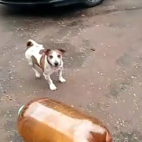 Kega