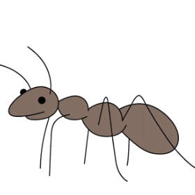 The Ant