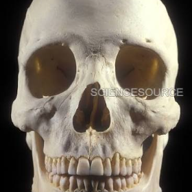 skull