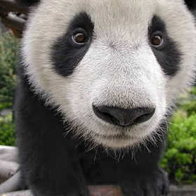 panda (jjk)