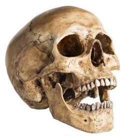 skull