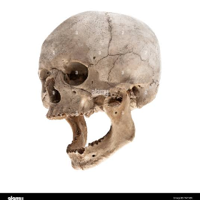 skull