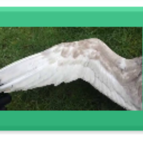 wing