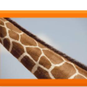 neck