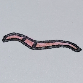 A worm