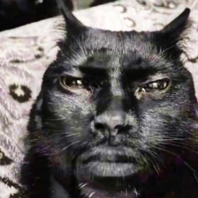 Kevin Hart Cat