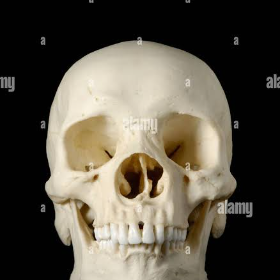 skull