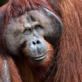 Real Ranga