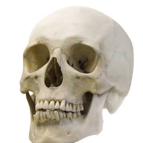skull