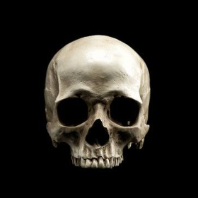 skull