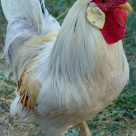 chicken
