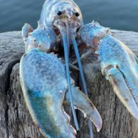 dracula lobster